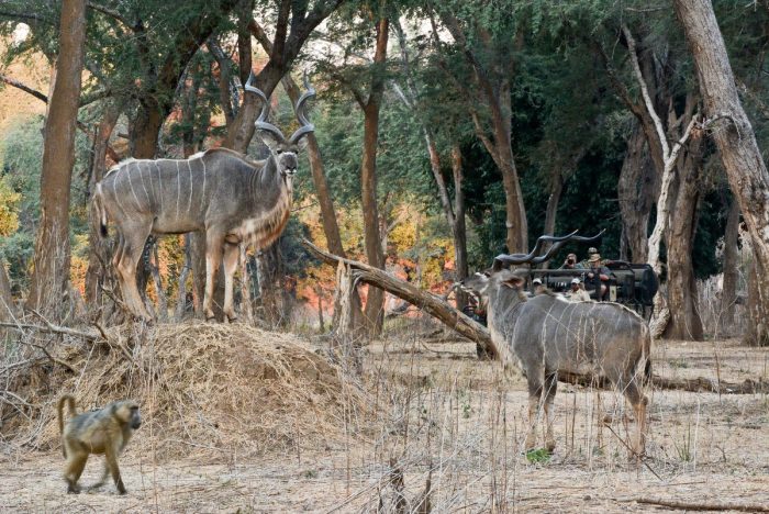 Zambia - Lower Zambezi - Bellingham Safaris - Luxury Safaris - Chiawa Camp