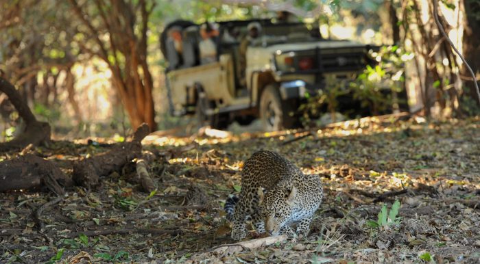 Zambia - Lower Zambezi - Bellingham Safaris - Luxury Safaris - Chiawa Camp