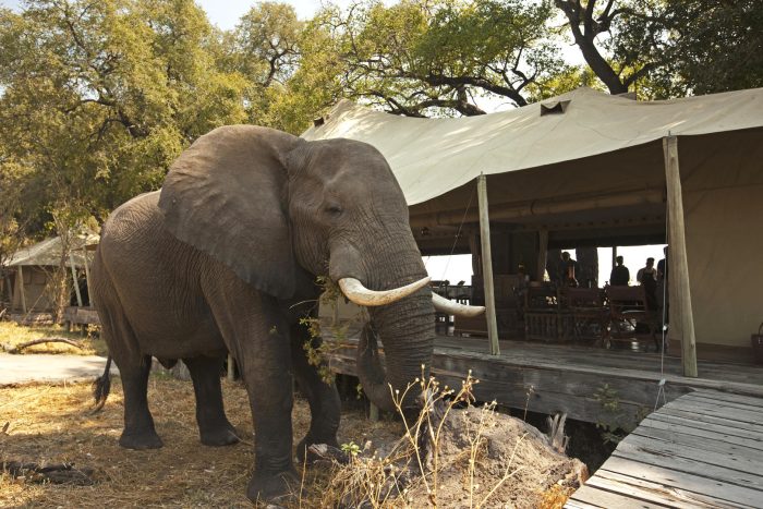Botswana Linyanti Luxury Safaris Bellingham Safaris Zarafa Camp