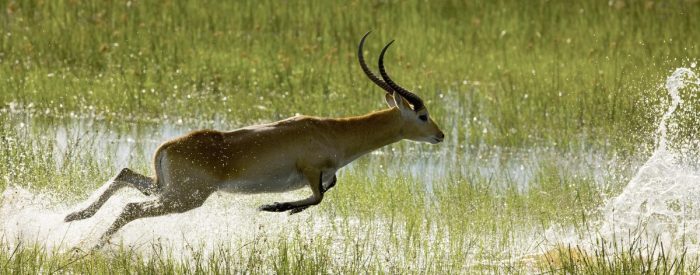 Botswana Linyanti Luxury Safaris Bellingham Safaris Zarafa Camp