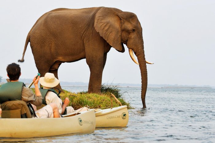 Zambia - Lower Zambezi - Bellingham Safaris - Luxury Safaris - Chiawa Camp
