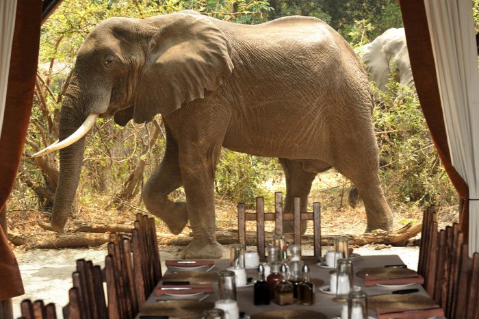 Zambia - Lower Zambezi - Bellingham Safaris - Luxury Safaris - Chiawa Camp