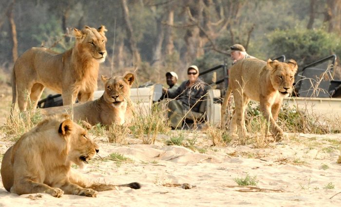 Zambia - Lower Zambezi - Bellingham Safaris - Luxury Safaris - Chiawa Camp