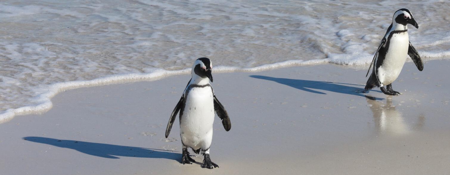 African Penguin by Chris Boorman African Penguin by Chris Boorman - Bellingham Safaris