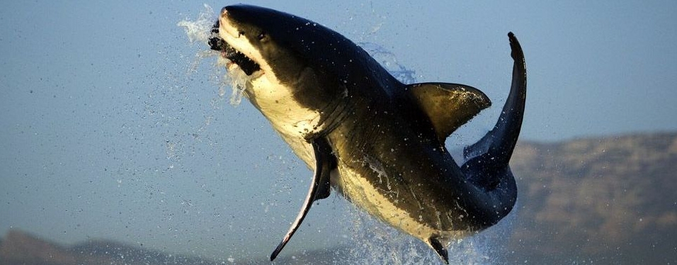Great White Shark by Chris Fallows Great White Shark by Chris Fallows - Bellingham Safaris
