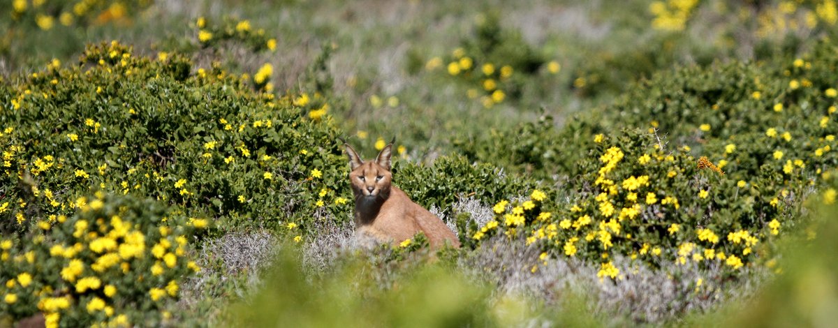 Caracal by Bettie Bester Caracal by Bettie Bester - Bellingham Safaris