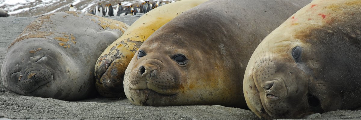 Top mammals image for Falkland Islands page