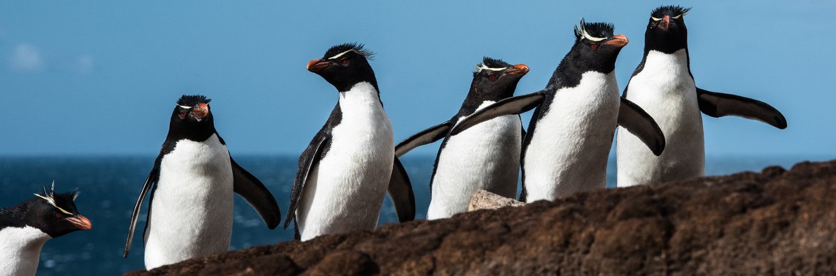 Top Birds image for Falkland Islands page with Bellingham Luxury Safaris