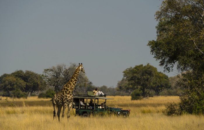 Dukes Camp in Okavango Delta in Botswana with Bellingham Safaris in Luxury