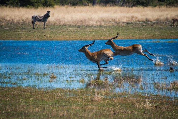 Dukes Camp in Okavango Delta in Botswana with Bellingham Safaris in Luxury
