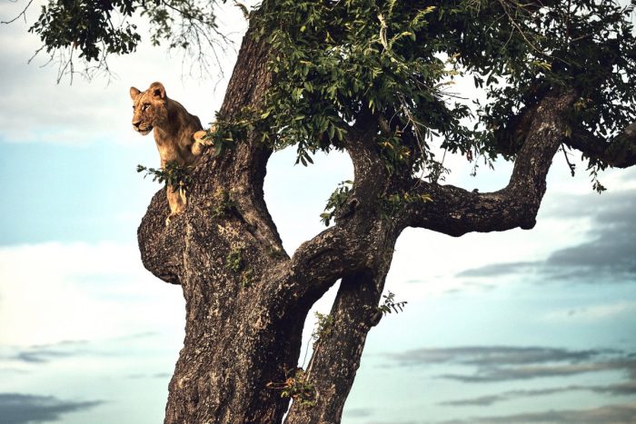 Dukes Camp in Okavango Delta in Botswana with Bellingham Safaris in Luxury