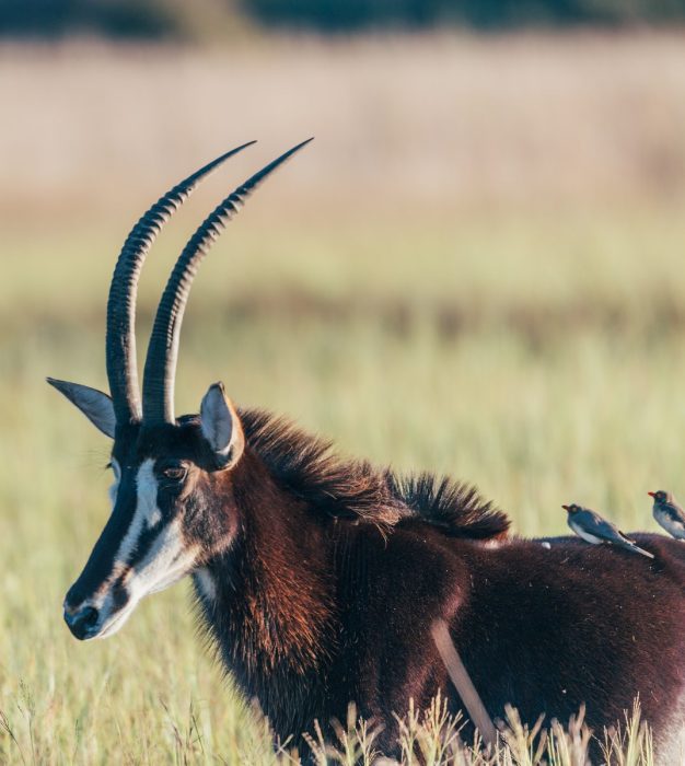 Dukes Camp in Okavango Delta in Botswana with Bellingham Safaris in Luxury