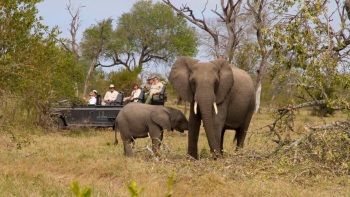 Dulini Moya Elephants Spotted During Game Drive in Sabi Sands in South Africa with Bellingham Safaris in Luxury