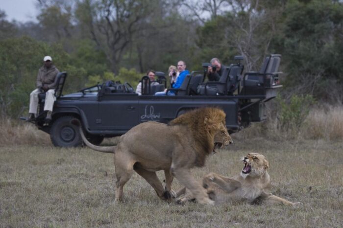 Dulini Moya Lions Spotted During Game Drive in Sabi Sands in South Africa with Bellingham Safaris in Luxury