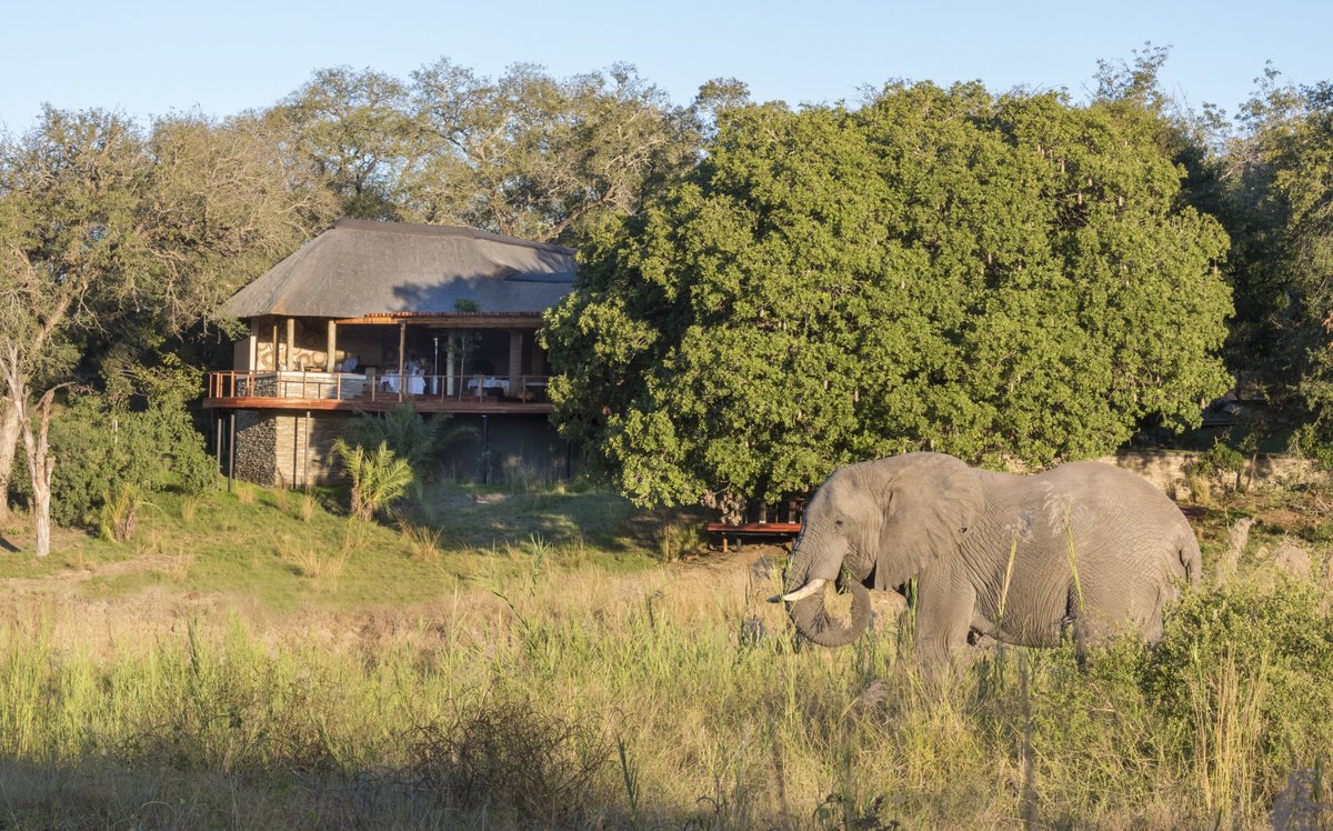 Dulini River African Elephant in Sabi Sands in South Africa with Bellingham Safaris in Luxury