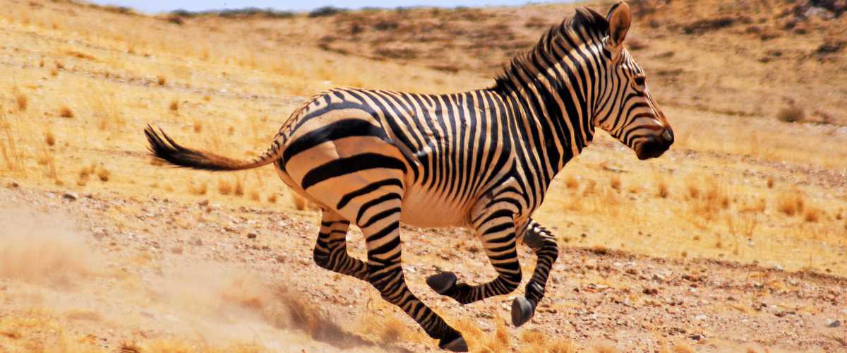 Hartmann's Mountain Zebra at Sossusvlei in Namibia in luxury in Bellingham Safaris