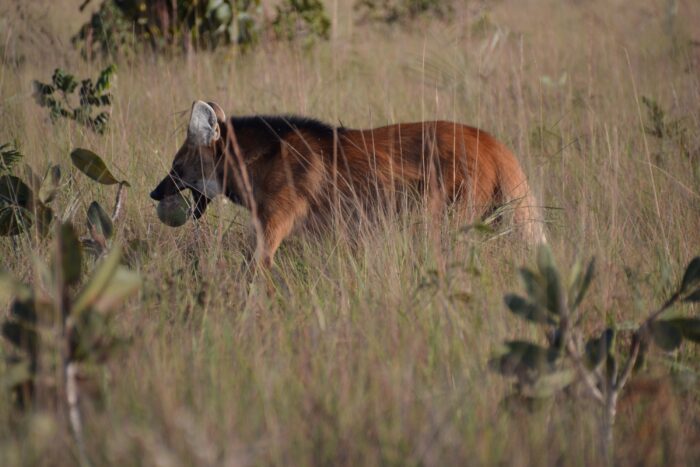 Maned Wolf in Pousada Trijuncao in Cerrado in Brazil in Luxury Safaris - Website Slider revolution Brazil page