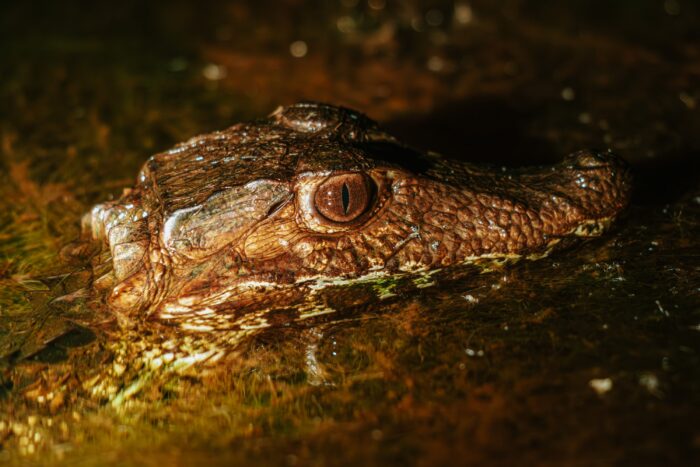 Cuvier's Dwarf Caiman in Pousada Trijuncao in Cerrado in Brazil in Luxury Safaris