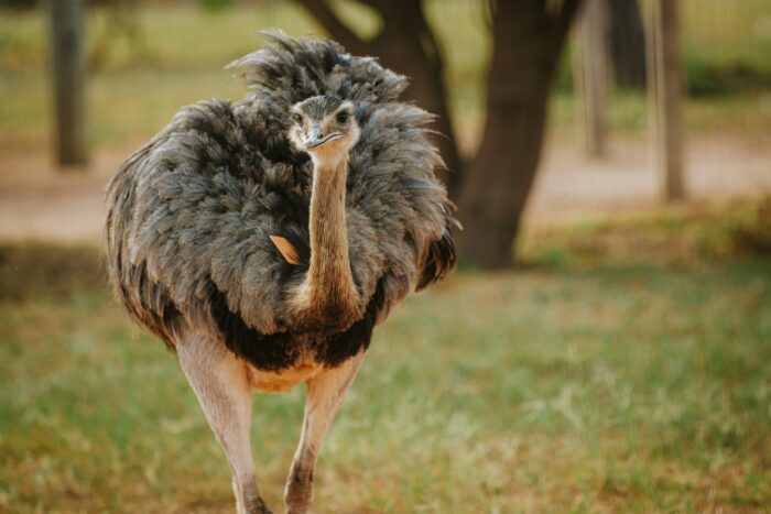 Greater Rhea in Pousada Trijuncao in Cerrado in Brazil in Luxury Safaris