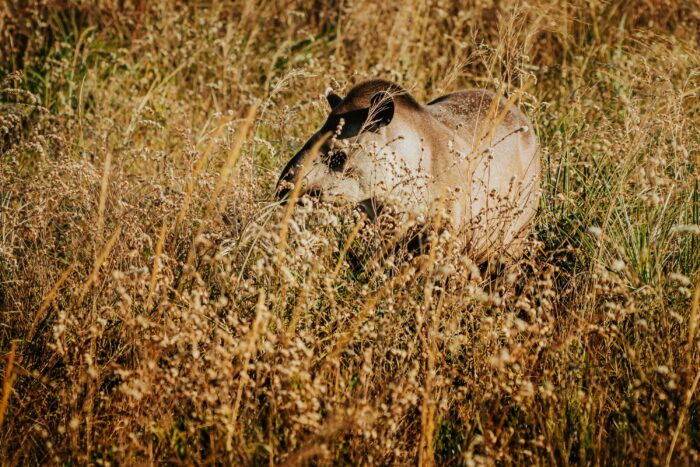 Tapir in Pousada Trijuncao in Cerrado in Brazil in Luxury Safaris