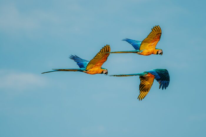 Macaws in Pousada Trijuncao in Cerrado in Brazil in Luxury Safaris