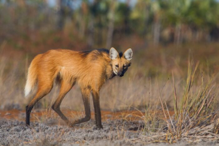 Maned Wolf in Pousada Trijuncao in Cerrado in Brazil in Luxury Safaris