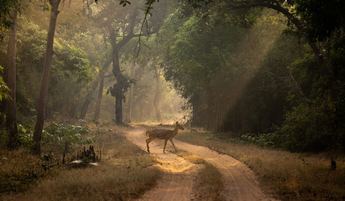The Untamed Bandhavgarh Camp in India in Luxury Safaris