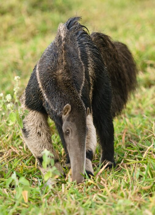 Anteater in Brazil in Luxury Safaris