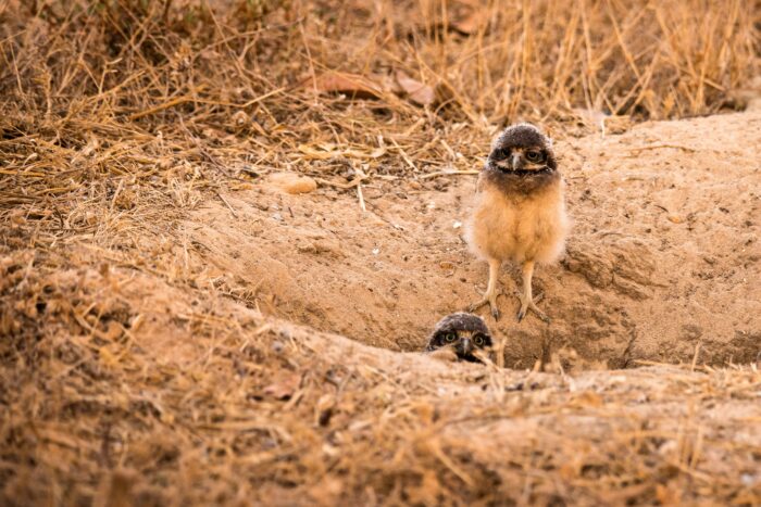 Burrowing Owl in Pousada Trijuncao in Cerrado in Brazil in Luxury Safaris