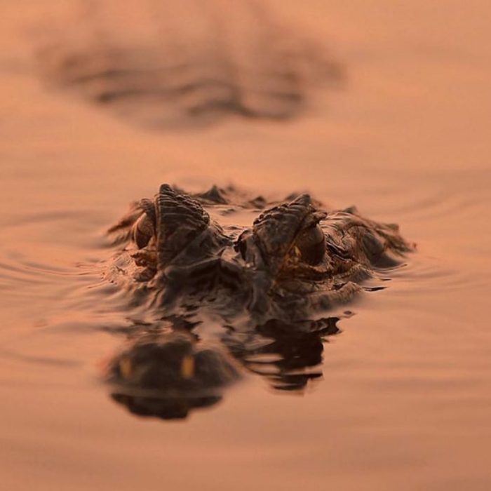 Casa Caiman / Caiman Lodge in Pantanal Brazil