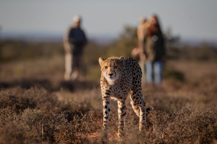 Plains Camp at Samara Karoo Reserve in South Africa - Website Lodge Gallery