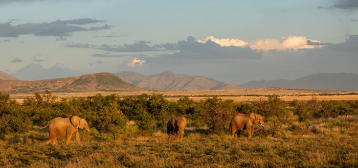 Plains Camp at Samara Karoo Reserve in South Africa - Website Lodge Gallery