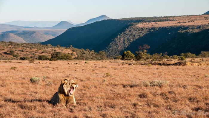 Plains Camp at Samara Karoo Reserve in South Africa - Website Lodge Gallery