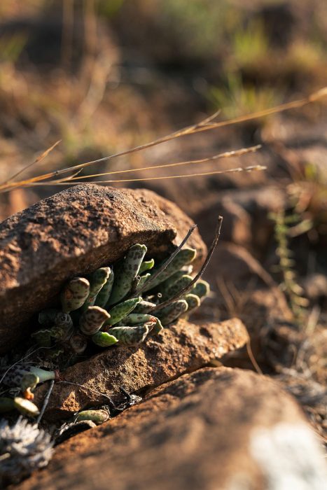 Plains Camp at Samara Karoo Reserve in South Africa - Website Lodge Gallery