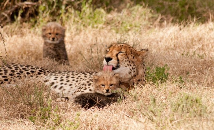 Plains Camp at Samara Karoo Reserve in South Africa - Website Lodge Gallery