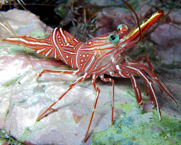 andBeyond Mnemba Island in Zanzibar in Tanzania - Website Lodge Gallery