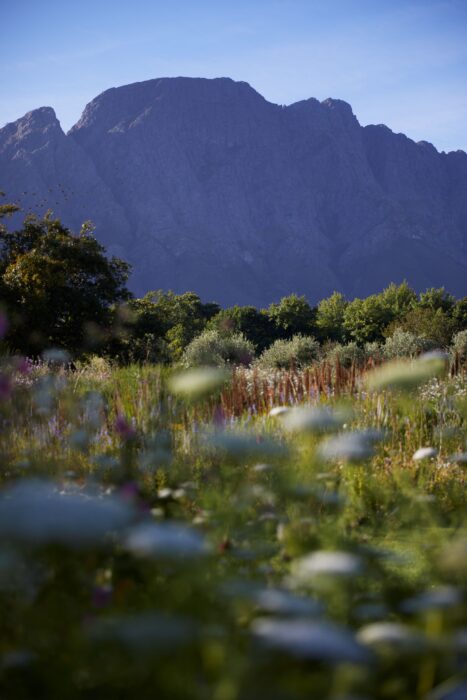 Sterrekopje Farm in Cape Winelands in South Africa - Website Gallery